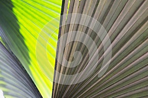 Closeup front and back palm leaf texture background