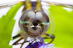 Closeup front face dragonfly bug animal blur background