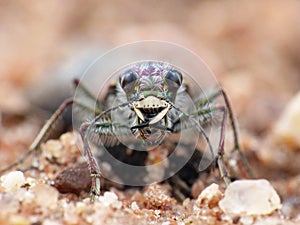 Tiger Beetle 2
