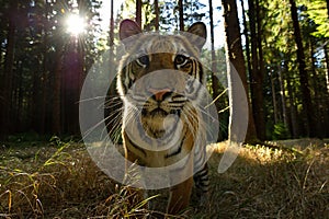 Closeup front look to siberian tiger with sun rays. Dangerous closeup of wild animal. Panthera tigris altaica