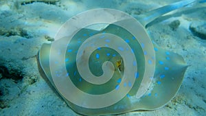 Closeup front portrait of Stingray. Blue-spotted Stingray Taeniura lymma and Long-spine sea urchin Diadema setosum