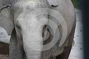 A closeup front view photo taken on an adult elephant