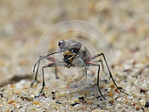 Front View Of A Sand Tiger Beetle