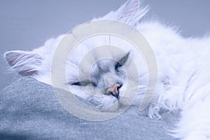 Closeup front view of Silver Chinchilla persian cat sleeping on gray sofa with pastel color effect. Selective focus