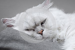 Closeup front view of Silver Chinchilla persian cat sleeping on gray sofa. Selective focus