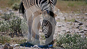 Closeup front view of single striped plains zebra grazing on bush land in Etosha National Park, Namibia. photo