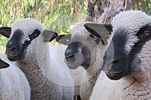 Closeup front view of three sheep heads, faces and necks with mesmerizing eyes