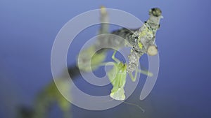 Closeup frontal portrait of Green praying mantis hangs under tree branch and looks at on camera lens on green grass and blue sky