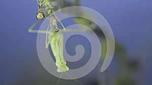 Closeup frontal portrait of Green praying mantis hangs under tree branch and looks at on camera lens on green grass and blue sky