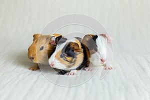 Closeup frontal view of adorable two-days old triplet guinea pigs with black button eyes sitting on couch