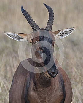 Closeup frontview adult Topi head standing in grass with head raised looking at camera