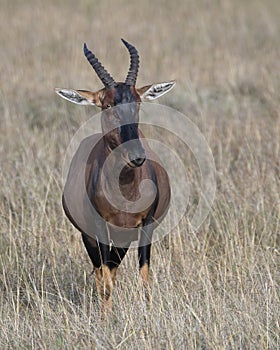 Closeup frontview adult Topi head standing in grass with head raised looking at camera