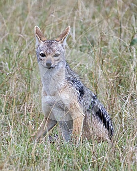 Closeup frontview of a black-backed jackal sitting in grass looking at the camera