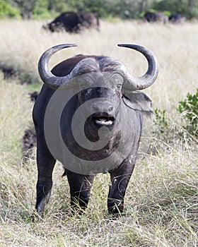 Closeup frontview of a cape buffalo with head raised looking directly into the camera with mouth open