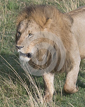 Closeup frontview face and front legs of large male lion