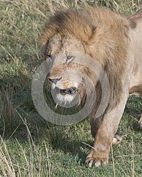 Closeup frontview face of large male lion