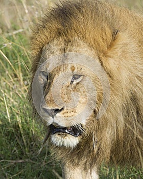 Closeup frontview face of large male lion