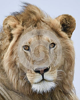 Closeup frontview of a lion head with eyes open and mouth closed