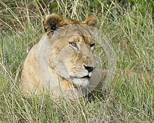 Closeup frontview lioness head lying in grass