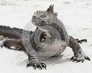 Closeup frontview of a marine iguana on a white sandy beach