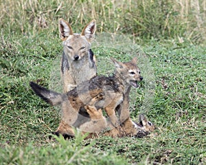 Closeup frontview of a mother black-backed jackal approaching her cubs who are fighting