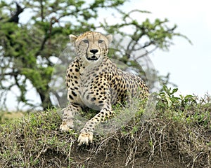 Closeup frontview of one adult cheetah resting on top of a grass covered mound