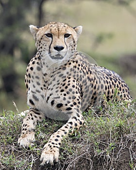 Closeup frontview of one adult cheetah resting on top of a grass covered mound