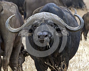 Closeup frontview of one Cape Buffalo