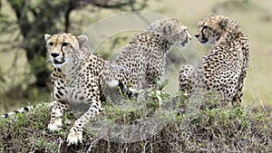 Closeup frontview of one cheetah and backview of two cheetah resting on top of a grass covered mound