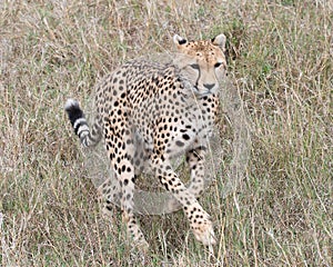 Closeup frontview of one young cheetah running toward the camera through tall grass