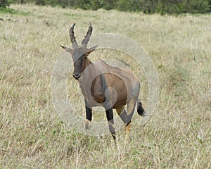 Closeup frontview of a single adult Topi with antlers standing in grass