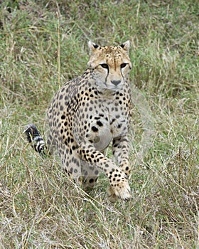 Closeup frontview of single cheetah running toward the camera