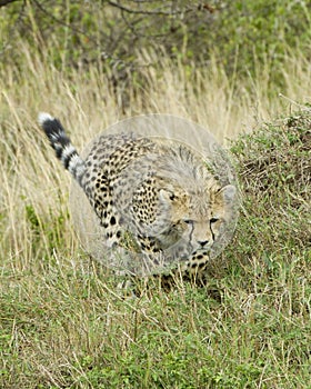 Closeup frontview of single cheetah running toward the camera