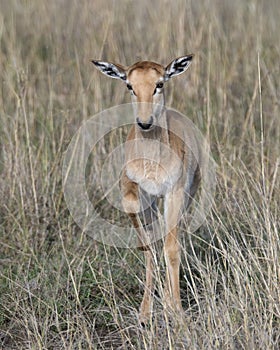 Closeup frontview Topi calf standing in grass with head raised looking toward camera