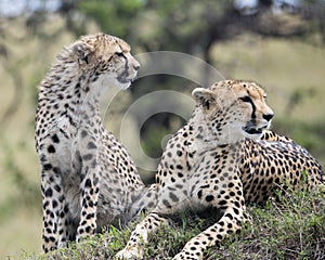 Closeup frontview of two cheetah resting on top of a grass covered mound