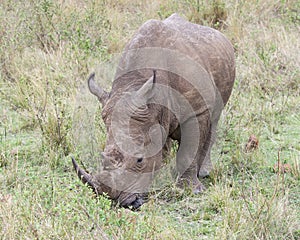 Closeup frontview of a White Rhino standing eating grass