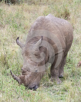 Closeup frontview of a White Rhino standing eating grass