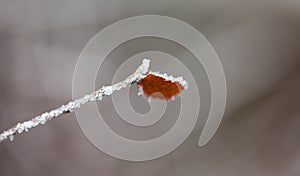 Closeup of frosted leaf on winter.