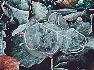 Closeup of frosted oak leaves on the ground during winter