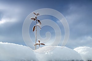 Closeup of frosty plant on snow against cloudy sky, low angle