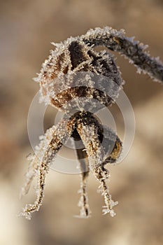 Closeup of a frosty rose hip in the winter