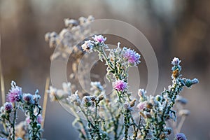 Closeup frozen wild prairie flowers