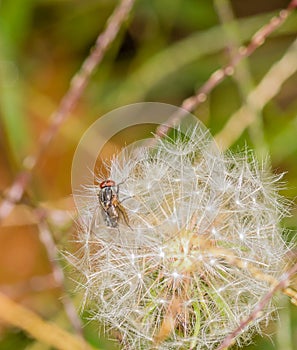 Closeup on a fruit fly on a dandelion