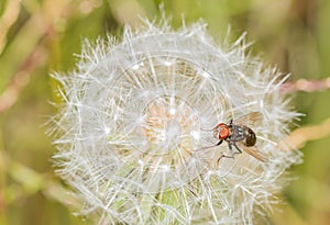 Closeup on a fruit fly on a dandelion