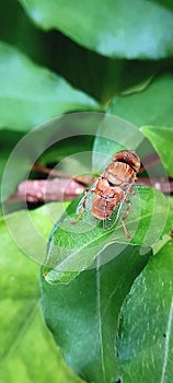 Closeup A fruit fly is sitting on a leaf waiting for the right time to look for rotten fruit.