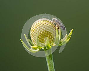 Closeup of fruit fly species on the remnants of the cone of a wildflower that has lost its pedals - Theodore Wirth Park in Minneso