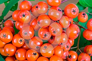 Closeup on fruits of rowan berry mountain ash, Sorbus aucuparia