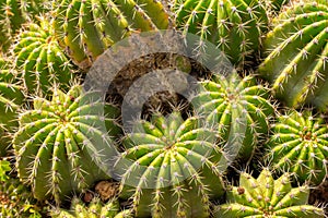 Closeup full frame background of natural green cactus