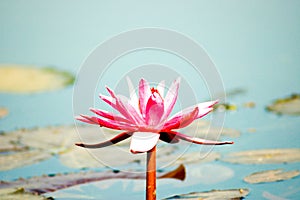 Closeup of a fully bloom pink water lily