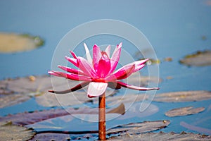 Closeup of a fully bloom pink water lily